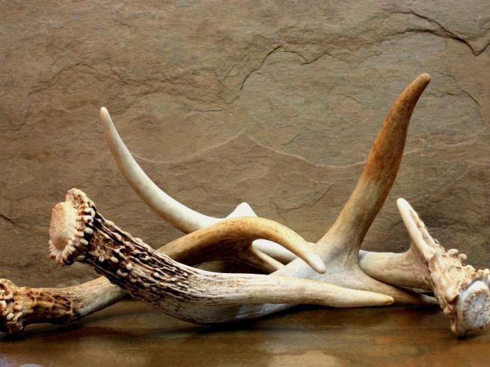 ХҮРЭЭЛЭН БАЙГАА ОРЧНЫ ЭСРЭГ ГЭМТ ХЭРГИЙГ  ШҮҮХЭЭР ШИЙДВЭРЛҮҮЛЖЭЭ